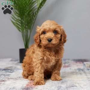 Tanner, Cavapoo Puppy